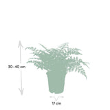 Begonia Parvati - Sierasperge - Ø117cm - ↕30cm