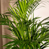 Areca Palm - Ø19cm - ↨85cm
