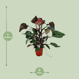 Plante Philodendron Ruby pyramide Ø19 cm H75 cm