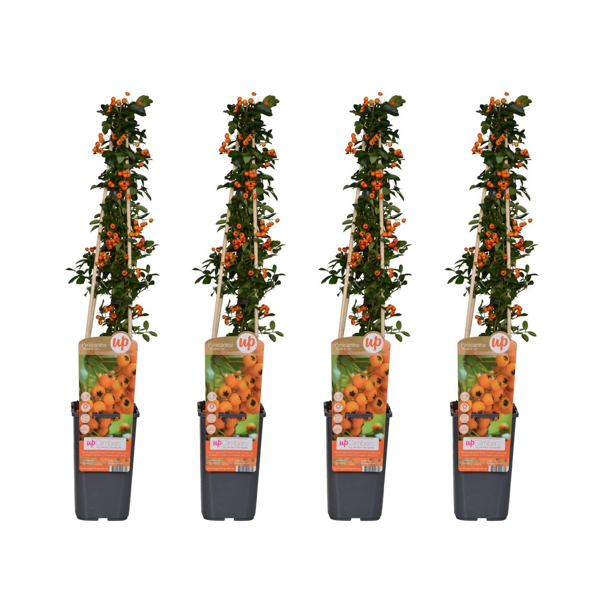 Lot de 4 plantes Pyrachan Soleil to