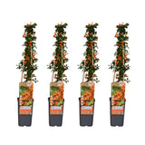 Lot de 4 plantes Pyrachan Soleil to