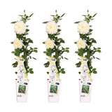 3x - Rosa Crazy in Love 'Vanilla' - ↨65cm - Ø15