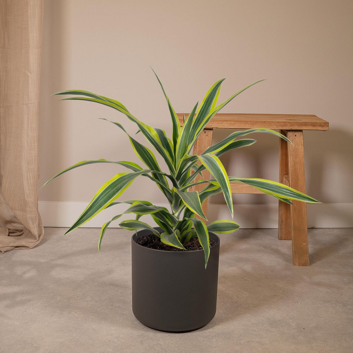 Dracaena Fragrans Citron Lime - Dragonnier - Ø17cm - ↕40cm