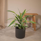 Dracaena Fragrans Citron Lime - Dragonnier - Ø17cm - ↕40cm