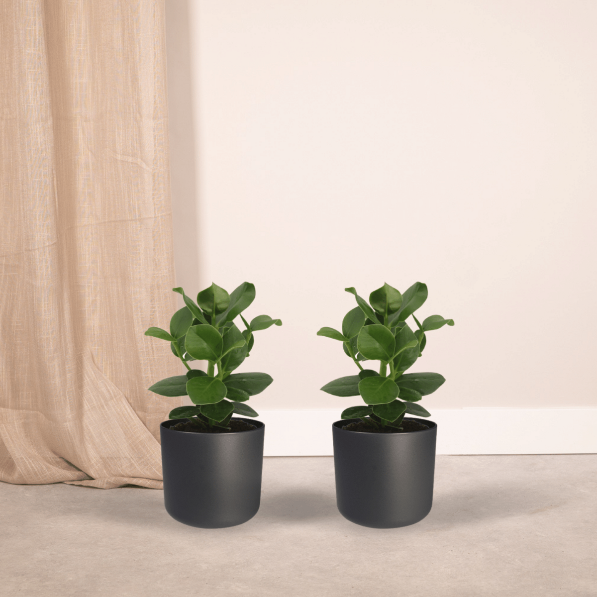 Clusia Princess (arbre signature) - 2 pièces - Ø12cm - ↕15cm