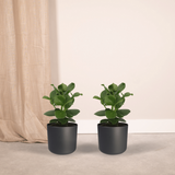 Clusia Princess (arbre signature) - 2 pièces - Ø12cm - ↕15cm