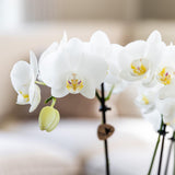 Coffret surprise 4 orchidées différentes 12 cm