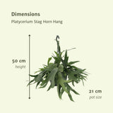 Platycerium Staghorn Hang - Fougère staghorn - Ø21cm - ↕50cm