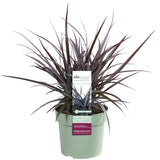 Astelia 'Red Shadow' en pot 19 cm cuivre rouge