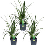 Lot de 3 Carex Morrowii Irish 14 cm vert