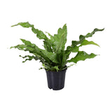 Microsorum diversifolium - Ø17cm - ↕45cm
