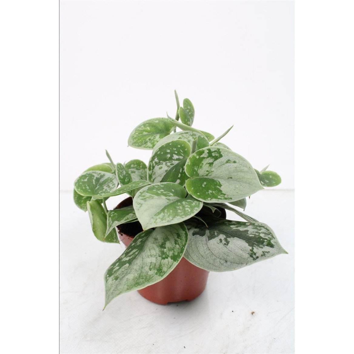 Scindapsus Silvery Ann dans un pot de 11 cm, feuillage vert argenté