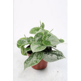 Scindapsus Silvery Ann dans un pot de 11 cm, feuillage vert argenté