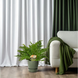 Blechnum Silver Lady - Ø17 cm - 50 cm
