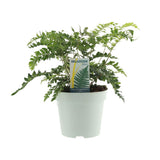 Polystichum Polyblepharum Jade - Ø17cm - ↕35cm