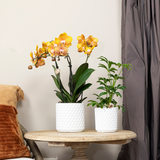Lot de 2 orchidées Phalaenopsis orange en pot 12 cm