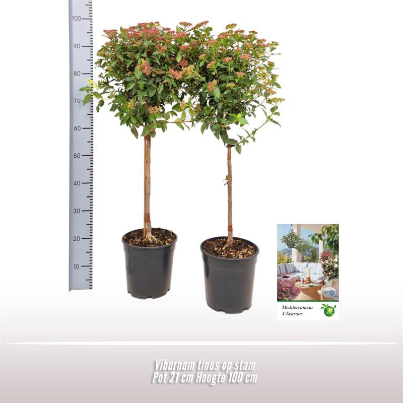 Viburnum tinum op stam - plante élégante avec fleurs blanches