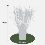 Miscanthus sinensis Strress - Ø 23. - ↕60cm - Ø19 - ↨50cm