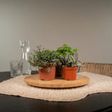 Everpring - Succulent Mix - 18 pièces - 10 cm - Ø8.5