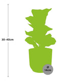 Ficus lyrata Bambino en pot décoratif jaune