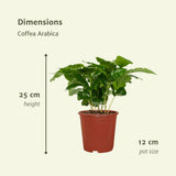 2x Coffea Arabica - Caféier - 25cm - ø12