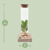 Tube en verre verrouillable avec LED transparent