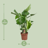 Delicious Monstera - Ø17cm - ↕60cm