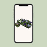 Plante Primula Acaulis bleue éclatante