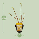 Chemise Edgeworthia. 'Grandiflora' - Ø19cm - ↕30cm