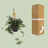 Trou charnu compact - Ø19cm - ↕20cm
