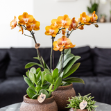 Lot de 4 orchidées Phalaenopsis orange en pot Ø12 cm