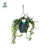 Hedera helix Ø19 cm