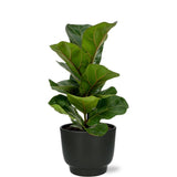 Ficus Lyrata - Ø12cm - ↕30cm + Pot Potenza D13x11cm - Noir