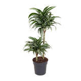 Dracaena Jade Jewel 45-15 - Ø19cm - ↕80cm