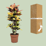Codiaeum mrs iceton - Ø27cm - ↕80cm