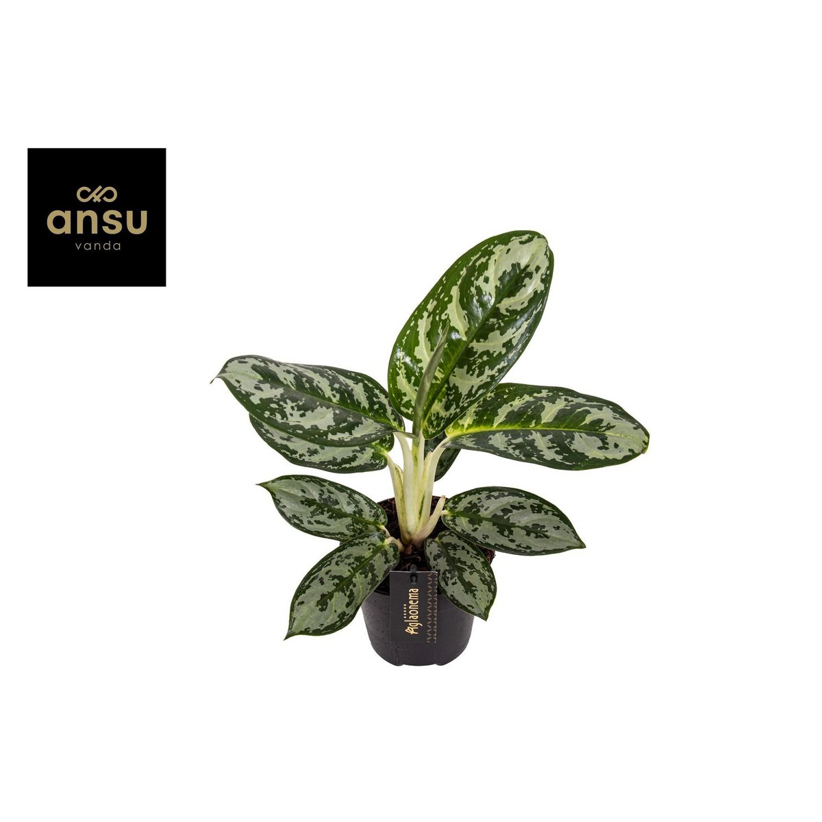 Aglaonema Amazon Silver - vue d'ensemble avec feuilles argentées