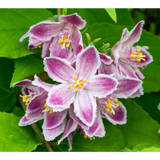 Deutzia 'Raspberry Sundae' - Ø19cm - ↕30cm