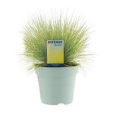 Festuca Glauca Amigold - Ø17cm - ↕30cm