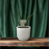 Plante Aloé vera en pot Ø10,5 cm hauteur 30 cm