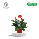 Plante artificielle Gerbera rouge Ø19 cm