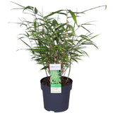Fargesia Rufa - Bambou non proliférant - Ø29cm - ↕80cm - Ø14 - ↨40cm