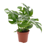 Minima Monstera - Ø1SCM - ↕25cm