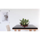 Aglaonema Amazon Silver dans un intérieur moderne