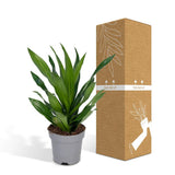 Dracaena Fragrans Vert - Dragonnier - Ø17cm - ↕40cm