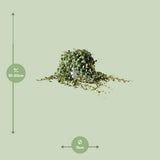 Plante artificielle Peperomia prostrata Ø19 cm
