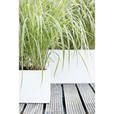 Carex Oshimensis 'Everest' - Ø14cm - ↕30cm
