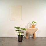 ALOCASIA Macrorrhiza - Ø19cm - ↕70cm + Pot May