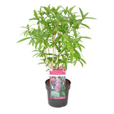 Dépendant des rostricules - Ø19cm - ↕50cm