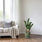 Zamioculcas 6-7 plumes-height 80-85 cm. - Ø17cm - ↕80cm