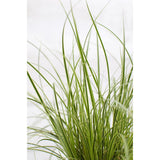 3x - Carex Brunnea 'variata' - ↨30cm - Ø14
